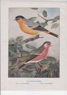 Prent / Image / Picture - Two Handsome Hybrids - Greenfinch Bullfinch / Linnet Bullfinch - Goudvink - Animals