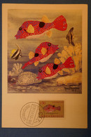 G16 MOZAMBIQUE  BELLE CARTE RARE 23 FEVR 1955 POISSON VENTRILOQUE PAR MARCEL BOURGEOIS - Mozambique