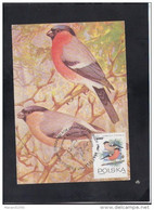 POLAND, CARTE MAXIMUM, BIRDS-Pyrrhula Pyrrhula + - Moineaux