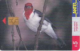 Nº 80 (CHIP NEGRO) TARJETA DE URUGUAY DE UN PAJARO CARDENAL DE 5$ (BIRD) RARO - Uruguay