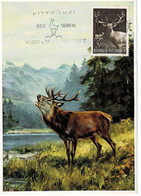 CARTE MAXIMUM AUTRICHE 1959 CERF DEER HIRSCH - Cartoline Maximum