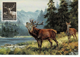 CARTE MAXIMUM AUTRICHE 1959 CERF DEER HIRSCH - Maximum Cards