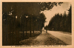 St Brévin Les Pins * Les Pins Et L'avenue De Mindin - Saint-Brevin-les-Pins