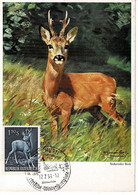 CARTE MAXIMUM AUTRICHE 1959 CHEVREUIL ROE DEER REH - Cartes-Maximum (CM)