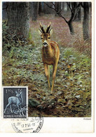 CARTE MAXIMUM AUTRICHE 1959 CHEVREUIL ROE DEER REH - Maximumkarten (MC)