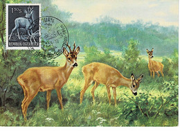 CARTE MAXIMUM AUTRICHE 1959 CHEVREUIL ROE DEER REH - Maximum Cards