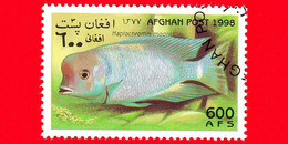 AFGANISTAN - Nuovo Oblit. - 1998 - Pesci - Fish - Humphead Cichlid (Haplochromis Moorii) - 600 - Afghanistan