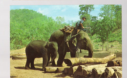 Chang Mai Elephants At Work - Thaïlande