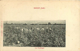 161120 -  11 SIGEAN Les Vendanges - Vin Vignoble Viticulture Agriculture Vigne - Sigean