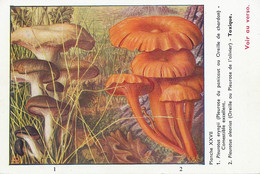 Champignons Pleurote Panicot Olivier  Terramycine Cortisone Massy   Pub Pharmacie  Clin Byla  . Mushrooms . - Funghi