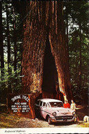 ► CHEVROLET   Wagon 1950's Redwood Highway    MYERS FLAT  FLAT Cal. - American Roadside