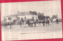 Dépt 82 - NÈGREPELISSE - Dépot De Remonte De Lavergne - Animée, Chevaux - Negrepelisse