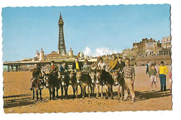 Blackpool - Donkey & Riding - Central Beach - âne Sur La Plage - Blackpool