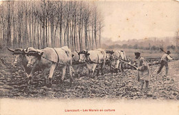 Liancourt         60         Les Marais En Culture  .Attelage De Bœufs       (voir Scan) - Liancourt