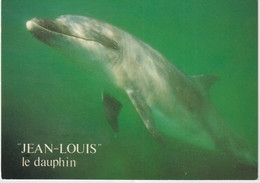 Animaux : Le  Dauphin  Jean  Louis - Dauphins