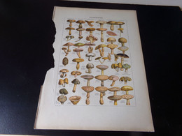 Gravure ( 26 X 35 Cm ) , " Champignons " - Prints & Engravings