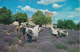 AGRICULTURE. RÉGION. PROVENCE ALPES COTE D'AZUR . CPSM. COUPEURS DE LAVANDE - Cultures