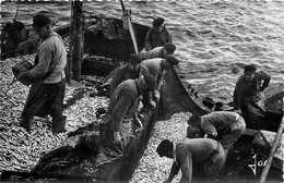 Douarnenez * Rentrée De Bateaux Au Port Après La  Pêche Aux Sprats - Douarnenez