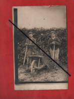 Carte Photo -   Chargement De Betteraves , Betterave , Brouette  , Agriculture - Culture