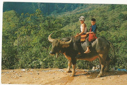 CPSM Thaïland, Tha Hill Tulbe Children ( Ekoh ),on The Buffalo's Back ,North Thaïland ,Ed. Phatana - Thaïlande