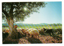 Agriculture--élevage-près Bethléhem--Israel-1969--Le Berger Avec Son Troupeau De Moutons....à Saisir - Elevage