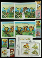 MUSHROOMS (FUNGI) GHANA 1989-2015 superb Never Hinged Mint Collection On Stock Pages, All Different, Includes 1989 Set A - Unclassified