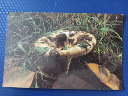 From "Russian Forest" Set  -Lactarius Resimus -  Mushroom - Old Postcard - - Champignon 1970s - Mushrooms