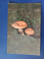 From "Recepies" Set  -saffron Milk Cap-  Mushroom - Old Postcard - - Champignon 1970s - Mushrooms