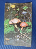 From "Recepies" Set  - Slippery Jack - Mushroom - Old Postcard - - Champignon 1970s - Mushrooms