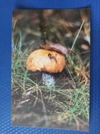 From "Recepies" Set  - Orange-cap Boletus - Mushroom - Old Postcard - - Champignon 1970s - Mushrooms