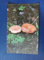 From "Recepies" Set  - Woolly Milkcap Or The Bearded Milkcap  - Mushroom - Old Postcard - - Champignon 1970s - Mushrooms