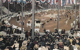 Waterloo  Iowa Champion Cattle . Dairy Cattle Congress. Concours _Vaches Laitières. - Waterloo