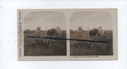 Vue Stéréoscopique  - La Vie Rurale  - Fauchant Le Trèfle -  (   Chevaux , Cheval , Agricole , Agriculture ) - Culture