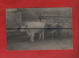 Carte Photo   Boeufs , Boeuf   -( Elevages , Agricole , Agriculture ) - Viehzucht