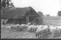 Nederland Holland Pays Bas Nunspeet Met Schaapskooi - Nunspeet