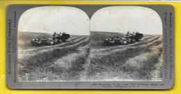 Harvesting In The Great West-Combined Reaper And Tresher Washington USA Moissons - Stereo-Photographie