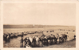 ¤¤  -   SYRIE   -   Chameaux Traversant L'Euphrate  -  ¤¤ - Syrië