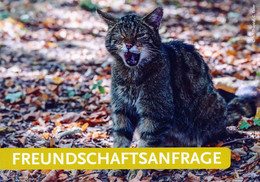 Wildkatzengehege Im Nationalparkhaus Thayatal, Hardegg, AT - Wild Cat - Hollabrunn