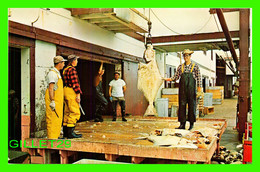 PRINCE RUPERT, BC - UNLOADING HALIBUT IN PRINCE RUPERT SHOWING LARGE SIZE - TAYLORCHROME - WRATHALL'S - - Prince Rupert