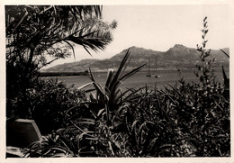 Calvi * Vue Sur La Baie * Haute Corse 2B * Photo Ancienne - Calvi