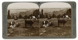 France ~ COWS GRAZING IN SEDAN BATTLEFIELD ~ Stereoview Ufr59 - Stereo-Photographie