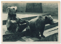Bären - Bears