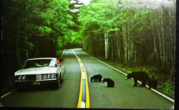 ► AUTOMOBILE  & Bears  - IRON MOUNTAIN Michigan  National Park 1975 - Parques Nacionales USA