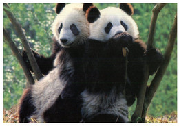 (X 14 A) Postcard Posted From China To Australia (with Many Stamps) Panda - Used Stamps