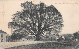 ¤¤  -  ETIVAL   -  Le Gros Chêne   -   Arbre      -   ¤¤ - Etival Clairefontaine