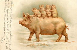 Cochons * Pig * CPA Illustrateur 1902 * Maman Cochon Avec Ses 4 Petits - Varkens