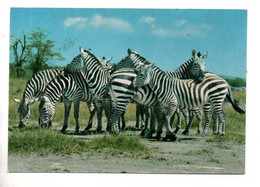 ANIMAUX . ZÈBRE . AFRICA WILD LIFE . ZEBRA - Réf. N°11068 - - Zèbres