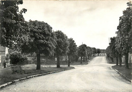 FLOGNY LES PROMENADES - Flogny La Chapelle