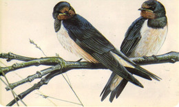 HIRONDELLE De Cheminée, Rauchschwalbe  Télécarte Du Luxembourg Année 1995 - Uccelli Canterini Ed Arboricoli