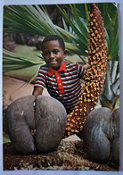 47/CPM - Afrique - Seychelles - Enfant - Plantes Male Et Femelle Coco De Mer - Seychelles